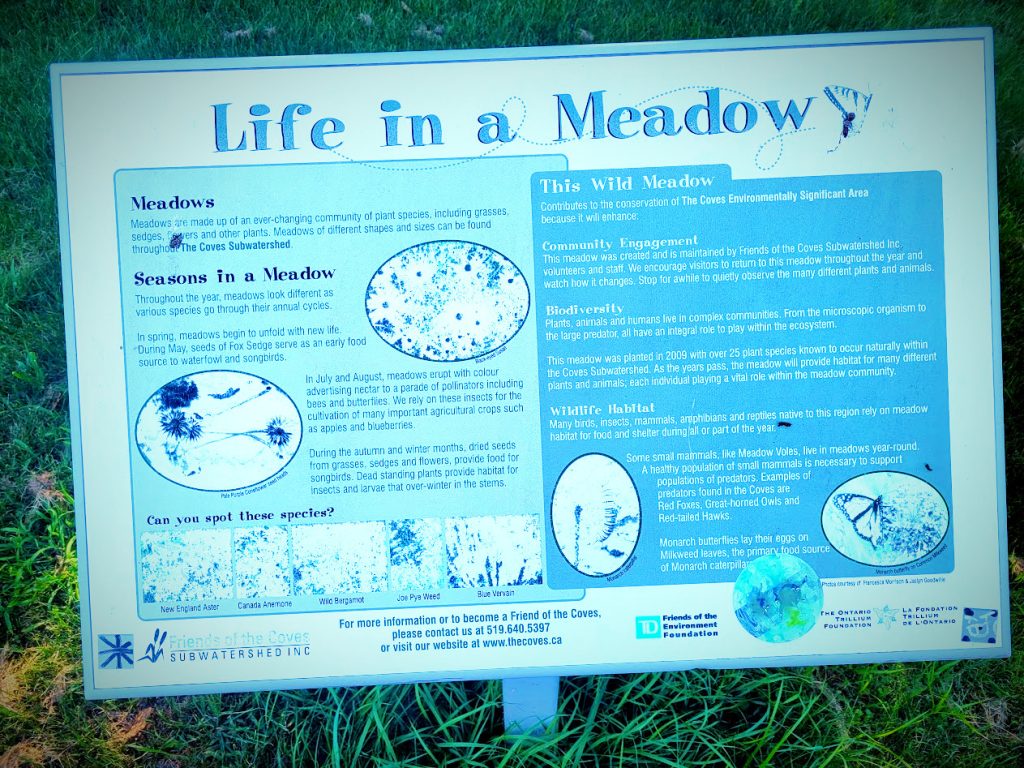 Life in a Meadow_ Discovering Biodiversity in London, Ontario