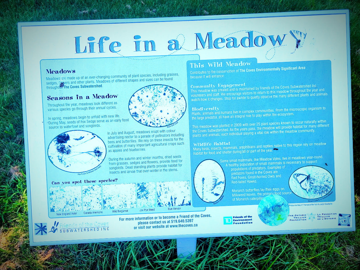 Life in a Meadow_ Discovering Biodiversity in London, Ontario